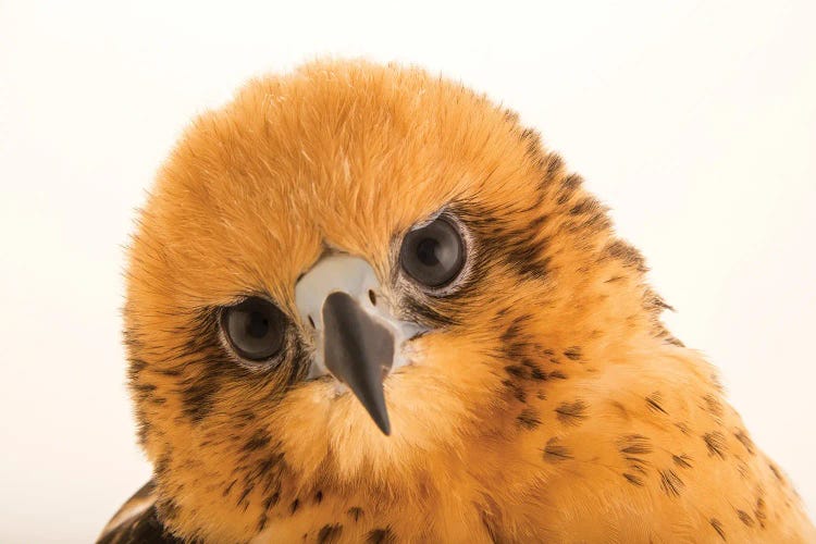 A 13-Week, Female Hawaiian Hawk At SIA, The Comanche Nation Ethno-Ornithological Initiative