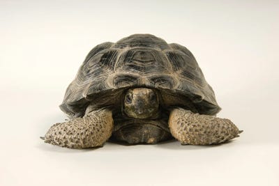 A Volcan Darwin Giant Tortoise At Omaha's Henry Doorly Zoo And Aquarium by Joel Sartore canvas print