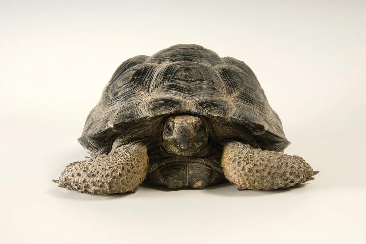 A Volcan Darwin Giant Tortoise At Omaha's Henry Doorly Zoo And Aquarium