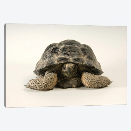A Volcan Darwin Giant Tortoise At Omaha's Henry Doorly Zoo And Aquarium Canvas Print #SRR201} by Joel Sartore Canvas Artwork