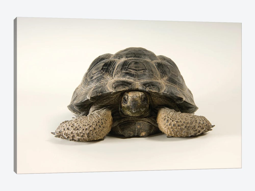 A Volcan Darwin Giant Tortoise At Omaha's Henry Doorly Zoo And Aquarium by Joel Sartore 1-piece Canvas Artwork