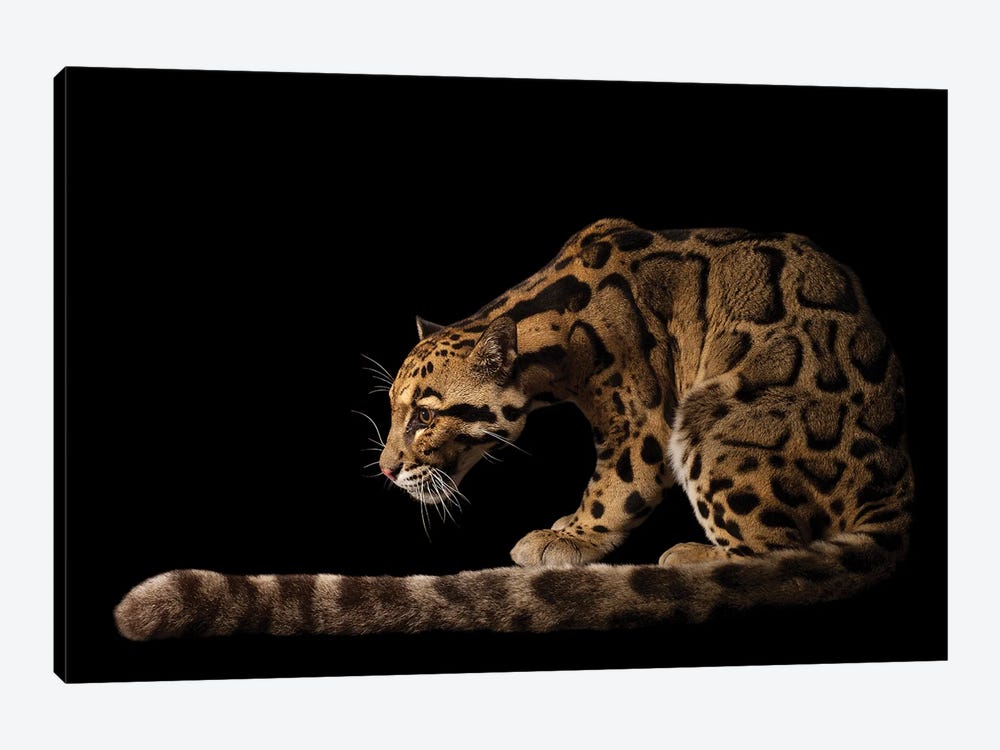 A Vulnerable And Federally Endangered Clouded Leopard At The Houston Zoo I by Joel Sartore 1-piece Canvas Print