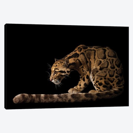 A Vulnerable And Federally Endangered Clouded Leopard At The Houston Zoo I Canvas Print #SRR202} by Joel Sartore Canvas Wall Art