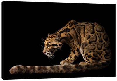 A Vulnerable And Federally Endangered Clouded Leopard At The Houston Zoo I Canvas Art Print - Minimalist Wildlife Photography