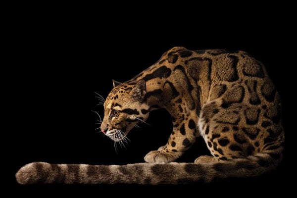 Minimalist Wildlife Photography: A Clouded Leopard I At The Houston Zoo by Joel Sartore