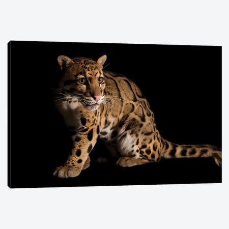 A Vulnerable And Federally Endangered Clouded Leopard At The Houston Zoo II Canvas Print #SRR203} by Joel Sartore Canvas Art