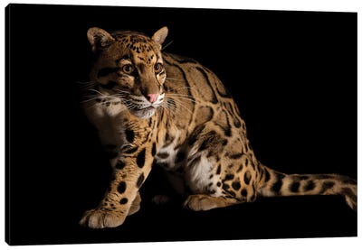 A Vulnerable And Federally Endangered Clouded Leopard At The Houston Zoo II Canvas Art Print - Minimalist Wildlife Photography