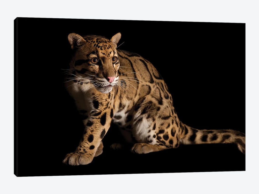 A Vulnerable And Federally Endangered Clouded Leopard At The Houston Zoo II by Joel Sartore 1-piece Canvas Art