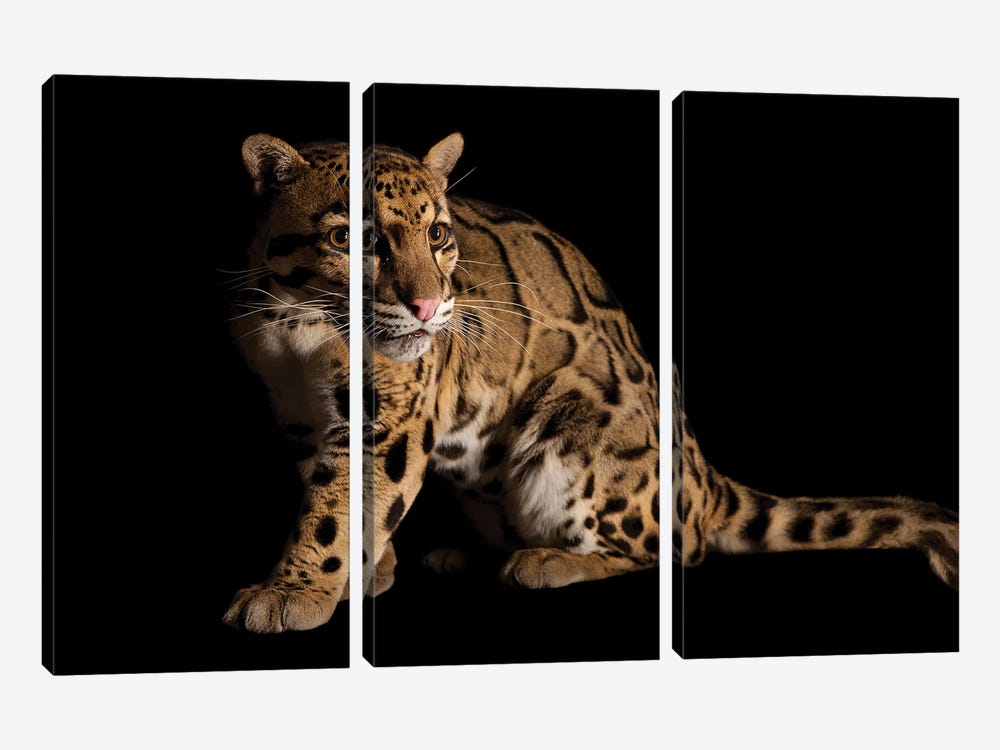 A Vulnerable And Federally Endangered Clouded Leopard At The Houston Zoo II by Joel Sartore 3-piece Canvas Artwork