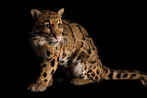 Minimalist Wildlife Photography: A Clouded Leopard II At The Houston Zoo by Joel Sartore