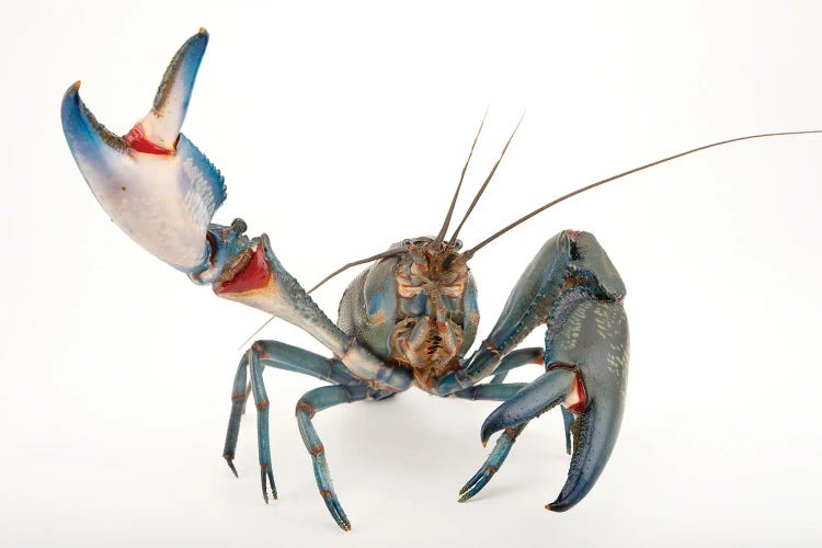 A Vulnerable Common Yabby At The Healesville Sanctuary I