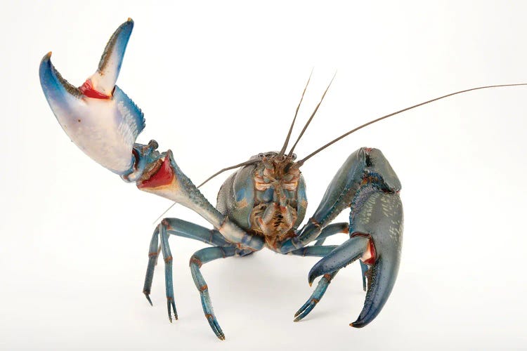A Vulnerable Common Yabby I At The Healesville Sanctuary by Joel Sartore wall art
