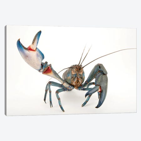 A Vulnerable Common Yabby At The Healesville Sanctuary I Canvas Print #SRR204} by Joel Sartore Canvas Art Print
