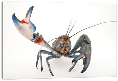 A Vulnerable Common Yabby At The Healesville Sanctuary I Canvas Art Print