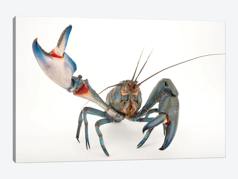 A Vulnerable Common Yabby At The Healesville Sanctuary I by Joel Sartore 1-piece Canvas Print