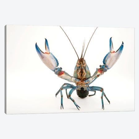 A Vulnerable Common Yabby At The Healesville Sanctuary II Canvas Print #SRR205} by Joel Sartore Canvas Art Print
