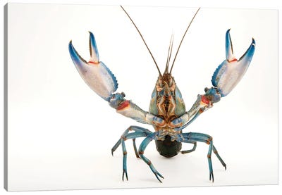 A Vulnerable Common Yabby At The Healesville Sanctuary II Canvas Art Print