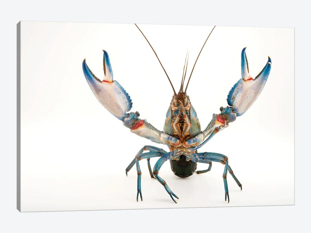 A Vulnerable Common Yabby At The Healesville Sanctuary II by Joel Sartore 1-piece Canvas Artwork