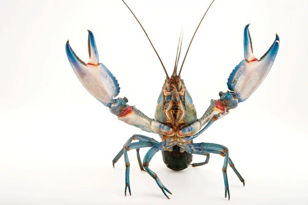 Joel Sartore: A Vulnerable Common Yabby II At The Healesville Sanctuary by Joel Sartore