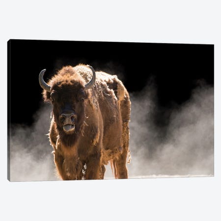 A Vulnerable European Wisent At The Madrid Zoo Canvas Print #SRR206} by Joel Sartore Canvas Art Print