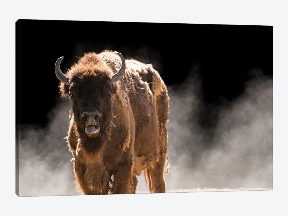 A Vulnerable European Wisent At The Madrid Zoo by Joel Sartore 1-piece Art Print