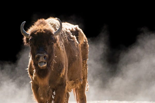 Bison & Buffaloes: A Vulnerable European Wisent At The Madrid Zoo by Joel Sartore