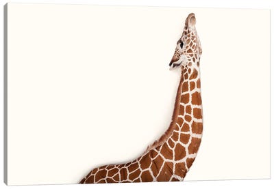 A Vulnerable Reticulated Giraffe At Rolling Hills Wildlife Adventure Near Salina, Kansas Canvas Art Print - Giraffe Art