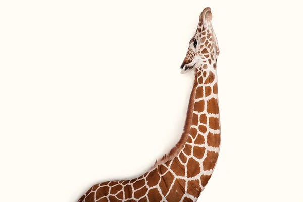 Minimalist Wildlife Photography: A Vulnerable Reticulated Giraffe At Rolling Hills Wildlife Adventure Near Salina, Kansas by Joel Sartore