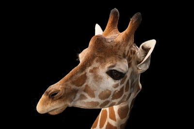 A Vulnerable Reticulated Giraffe At The Gladys Porter Zoo by Joel Sartore art print