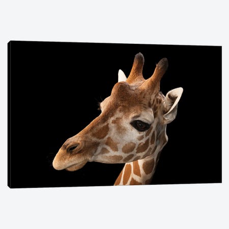 A Vulnerable Reticulated Giraffe At The Gladys Porter Zoo Canvas Print #SRR208} by Joel Sartore Canvas Art