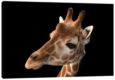 A Vulnerable Reticulated Giraffe At The Gladys Porter Zoo Canvas Art Print - Joel Sartore
