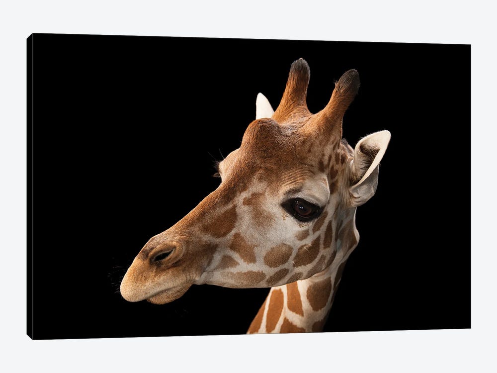 A Vulnerable Reticulated Giraffe At The Gladys Porter Zoo by Joel Sartore 1-piece Art Print