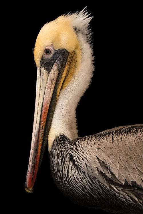 A Brown Pelican At The Santa Barbara Wildlife Care Network