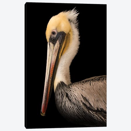 A Brown Pelican At The Santa Barbara Wildlife Care Network Canvas Print #SRR20} by Joel Sartore Art Print