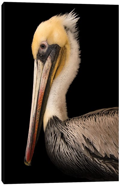 A Brown Pelican At The Santa Barbara Wildlife Care Network Canvas Art Print - Pelican Art