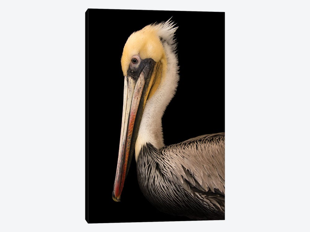 A Brown Pelican At The Santa Barbara Wildlife Care Network by Joel Sartore 1-piece Canvas Artwork