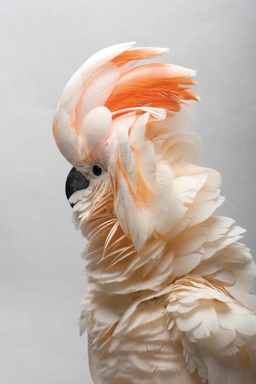 A Vulnerable Salmon-Crested Cockatoo At The Sedgwick County Zoo