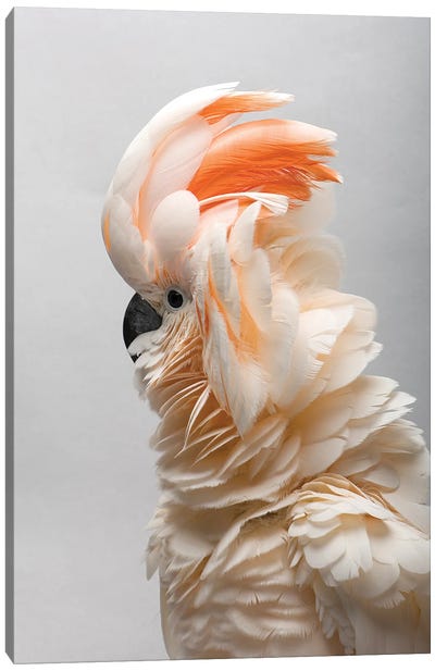 A Vulnerable Salmon-Crested Cockatoo At The Sedgwick County Zoo Canvas Art Print - Cockatoo Art