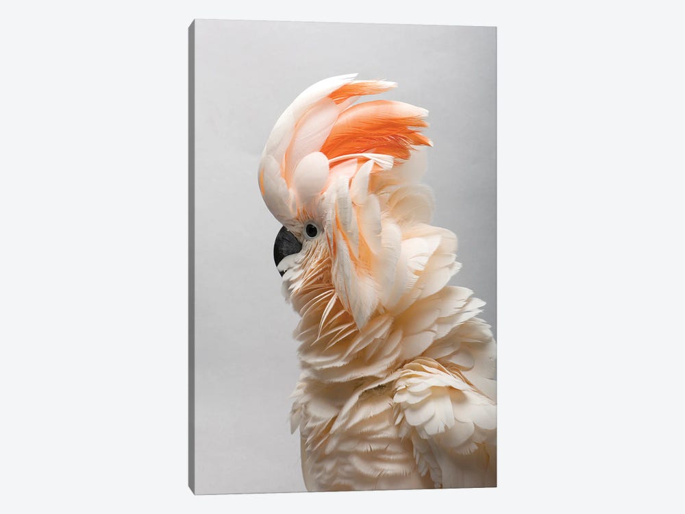 A Vulnerable Salmon-Crested Cockatoo At The Sedgwick County Zoo by Joel Sartore 1-piece Canvas Wall Art