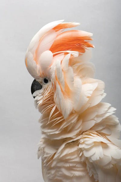 Joel Sartore: A Vulnerable Salmon-Crested Cockatoo At The Sedgwick County Zoo by Joel Sartore
