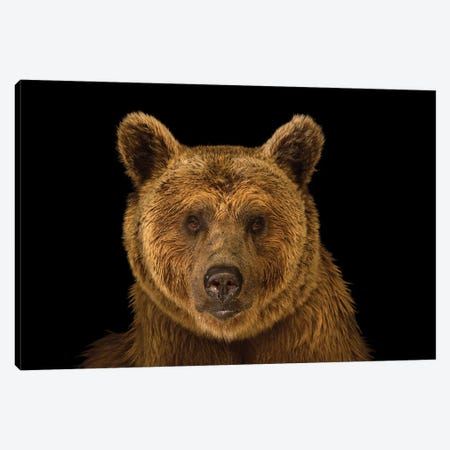 A Vulnerable Syrian Brown Bear At The Budapest Zoo Canvas Print #SRR211} by Joel Sartore Art Print