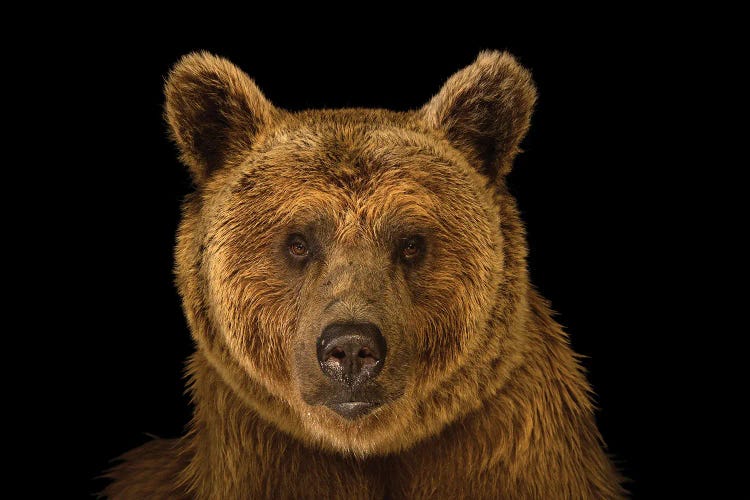 A Vulnerable Syrian Brown Bear At The Budapest Zoo