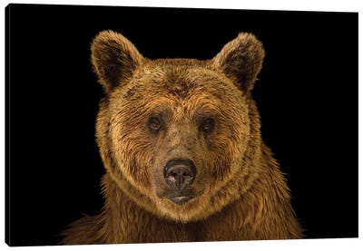 A Vulnerable Syrian Brown Bear At The Budapest Zoo Canvas Art Print - Brown Bear Art