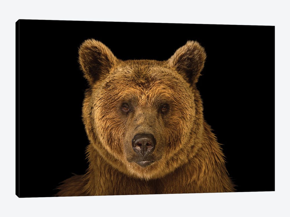 A Vulnerable Syrian Brown Bear At The Budapest Zoo by Joel Sartore 1-piece Canvas Print
