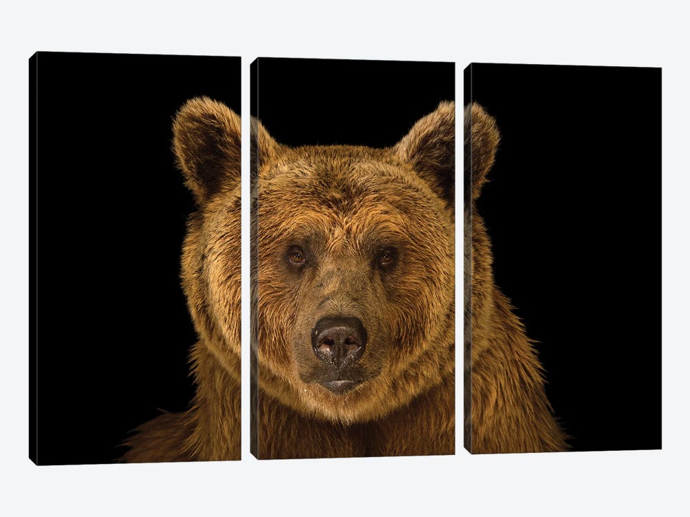 A Vulnerable Syrian Brown Bear At The Budapest Zoo by Joel Sartore 3-piece Canvas Art Print