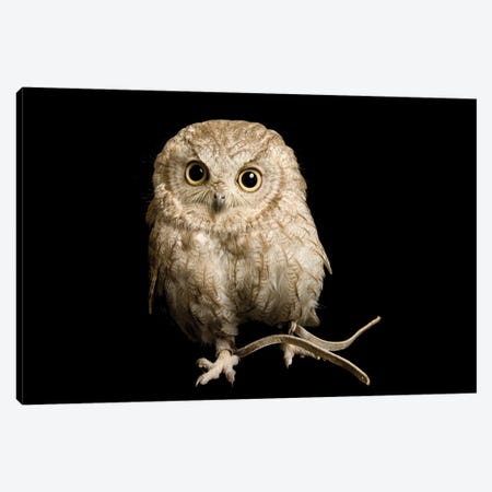 A Western Screech Owl, Sonoran Desert Colorphase At The Sutton Avian Research Center Canvas Print #SRR212} by Joel Sartore Canvas Art Print