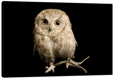 A Western Screech Owl, Sonoran Desert Colorphase At The Sutton Avian Research Center Canvas Art Print - Joel Sartore