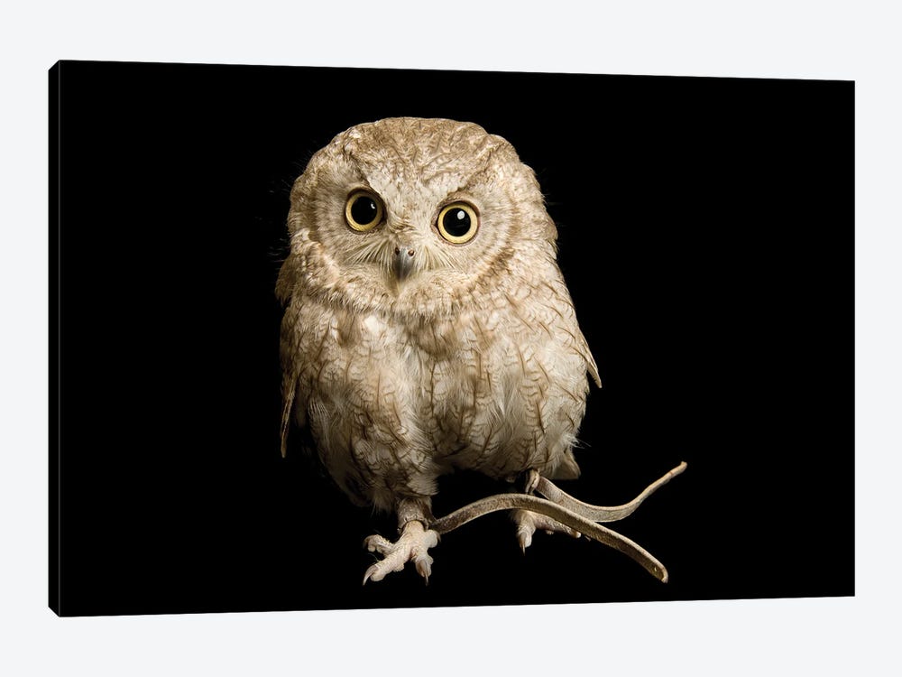 A Western Screech Owl, Sonoran Desert Colorphase At The Sutton Avian Research Center by Joel Sartore 1-piece Canvas Art