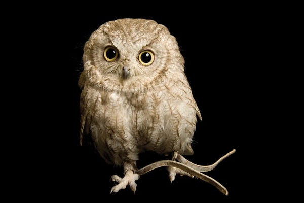 Joel Sartore: A Western Screech Owl, Sonoran Desert Colorphase At The Sutton Avian Research Center by Joel Sartore