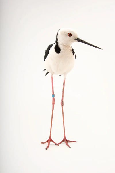 A White-Headed Stilt I At Healesville Sanctuary